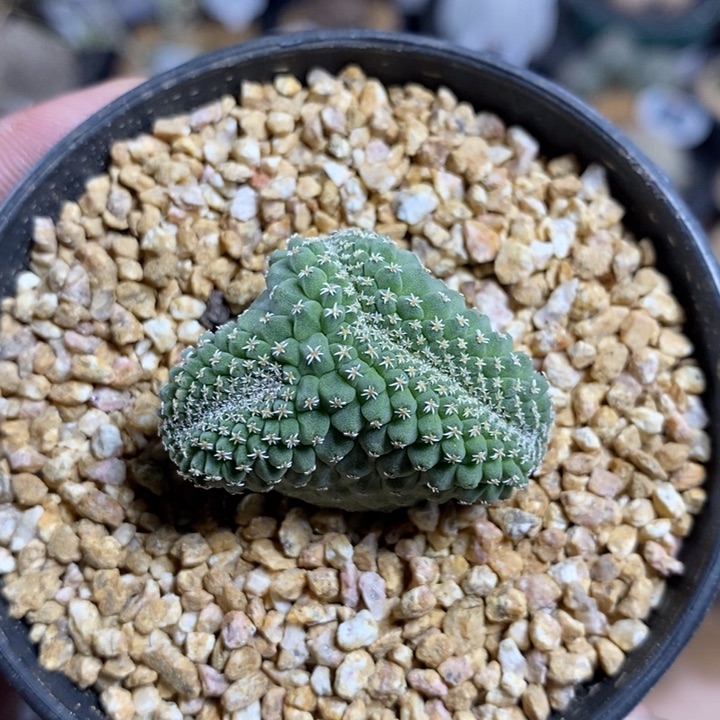 实生菊水缀化42号3.6cm
