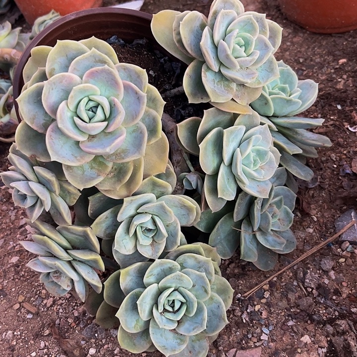 毛***@大叶可爱玫瑰，大群生，一物一拍