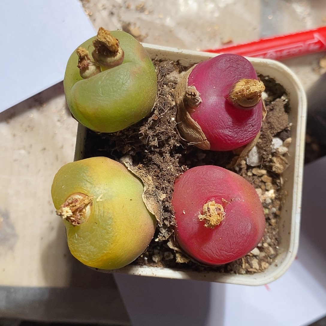 2309。  一组。蟠桃。