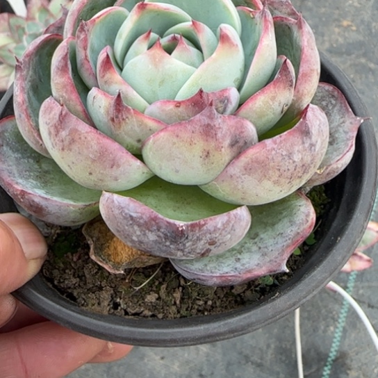 249惊鸿多肉植物多