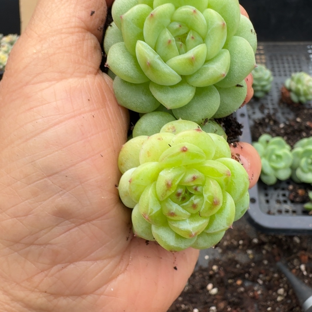 一物一拍一物一拍1108-844