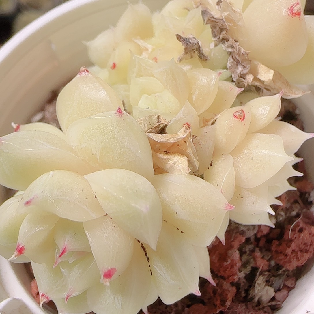 花语逸镜1128-146散