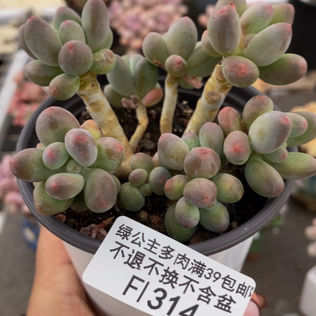 苹果奶酪314/8c m