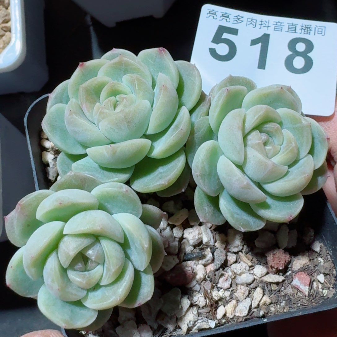 绿香凝       多肉植物