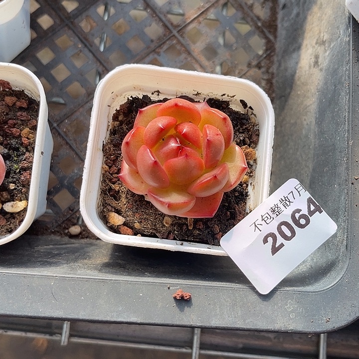 阿雅园艺。     2064