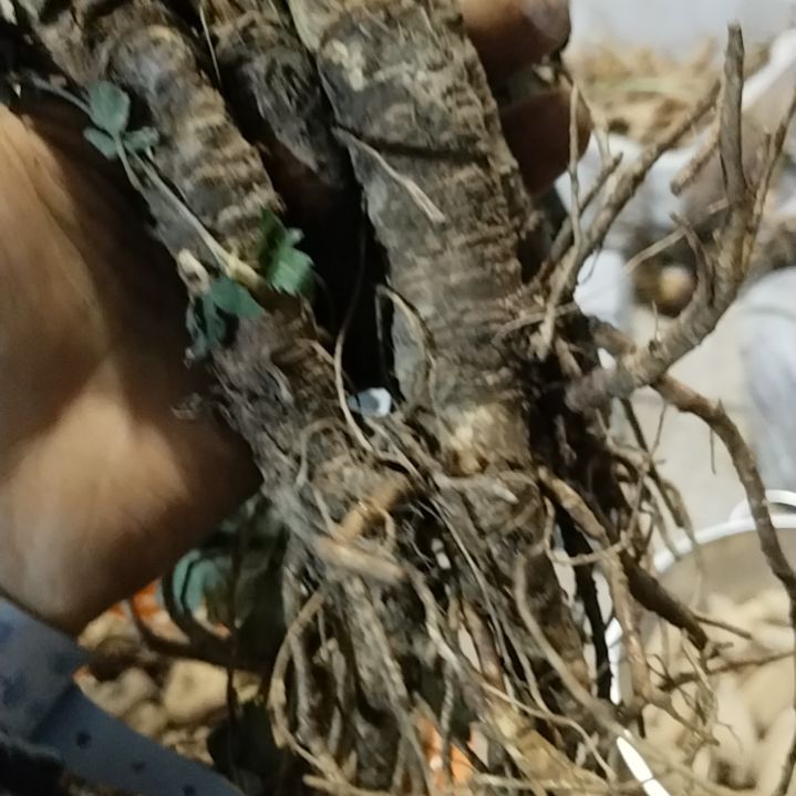 青榄贵州高山岩川芎4根