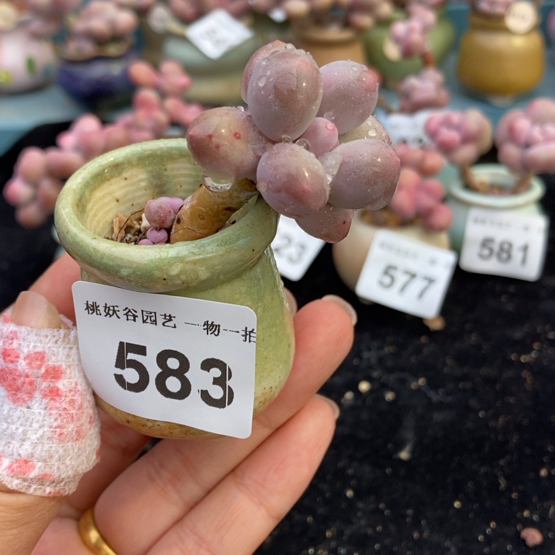 583汤圆奶酪带盆土