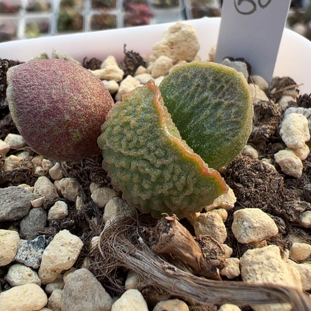 实生底叶苗纹路款多肉植物