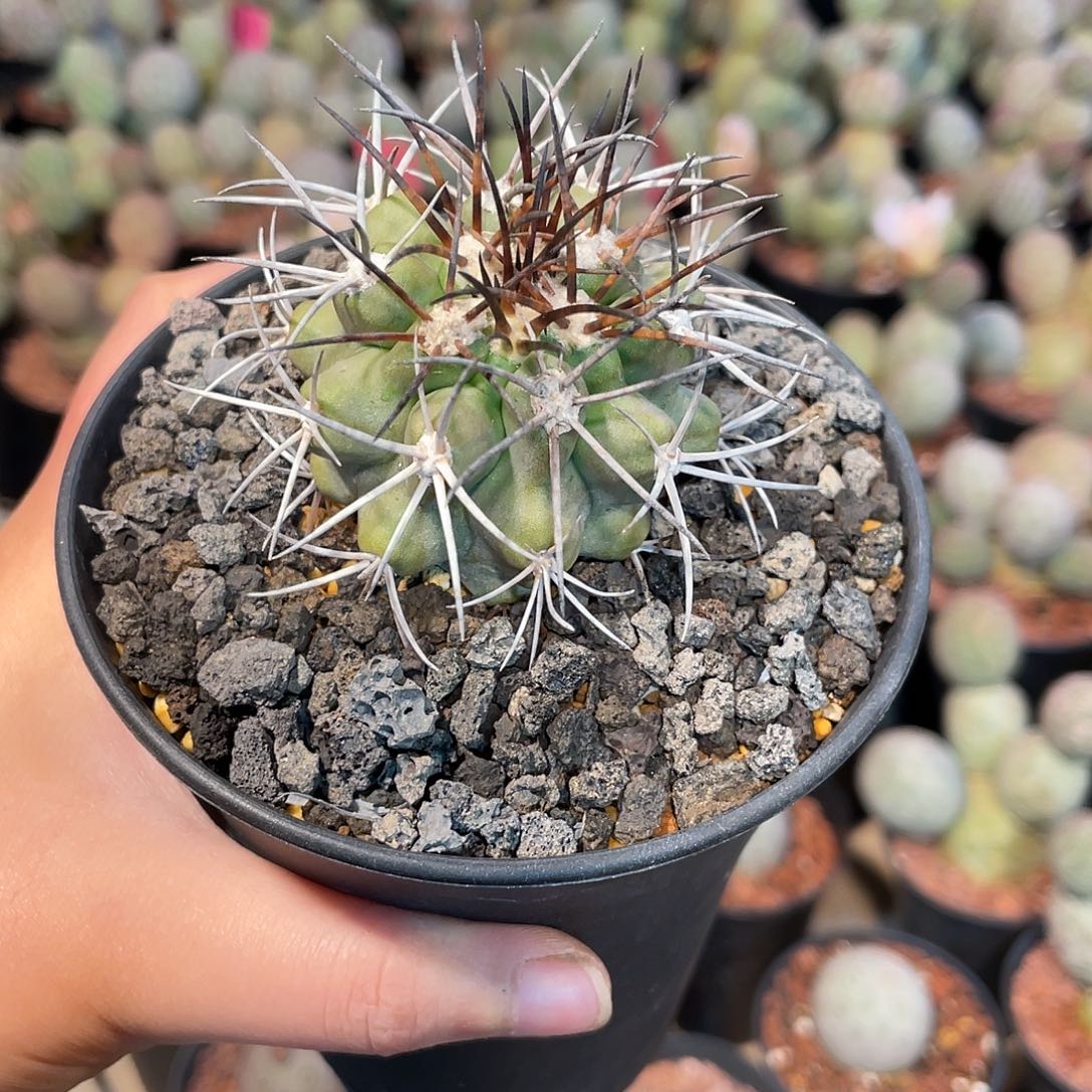 仙人球龙爪球属暴龙丸