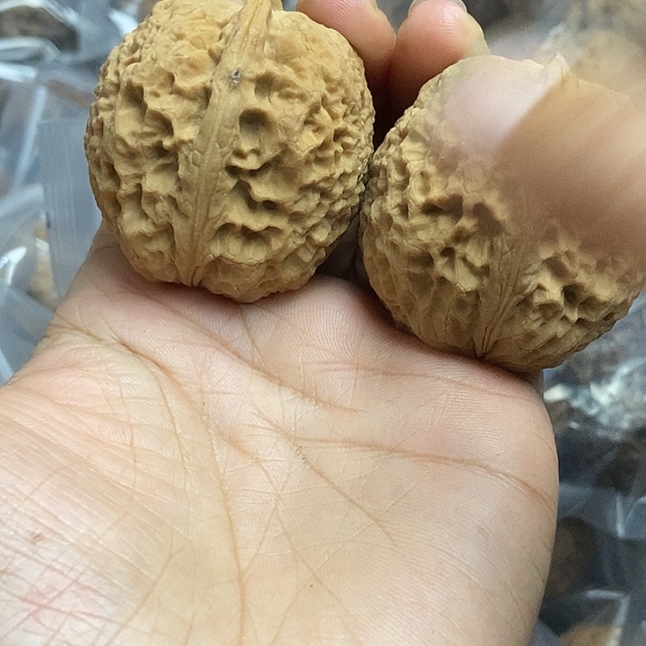 木质类云南铁核桃+17