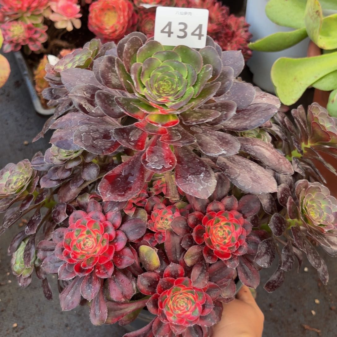 434多肉植物花蝴蝶