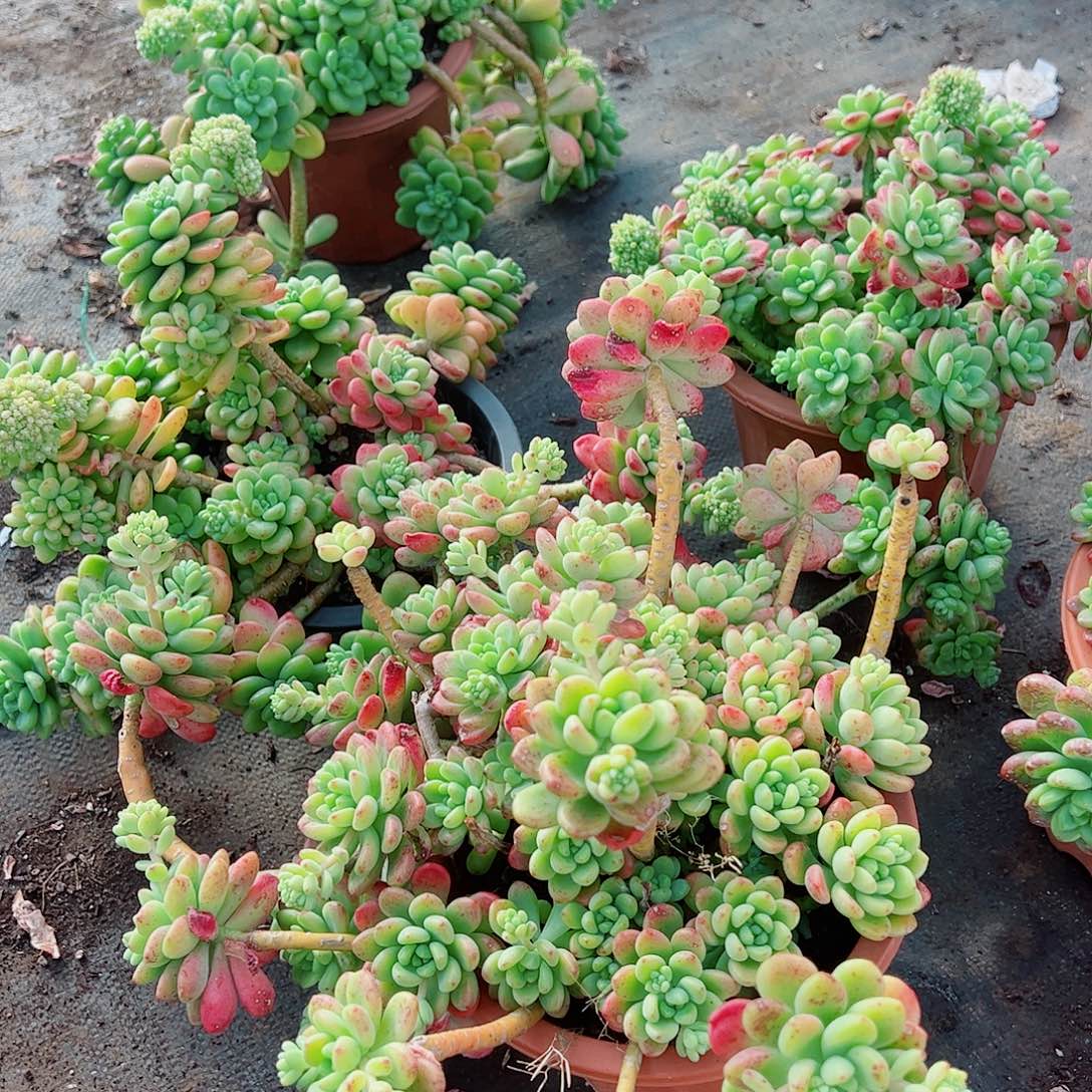 香格里拉超级大多头造型