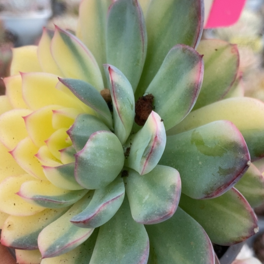 310雨燕座福利锦锦锦锦锦