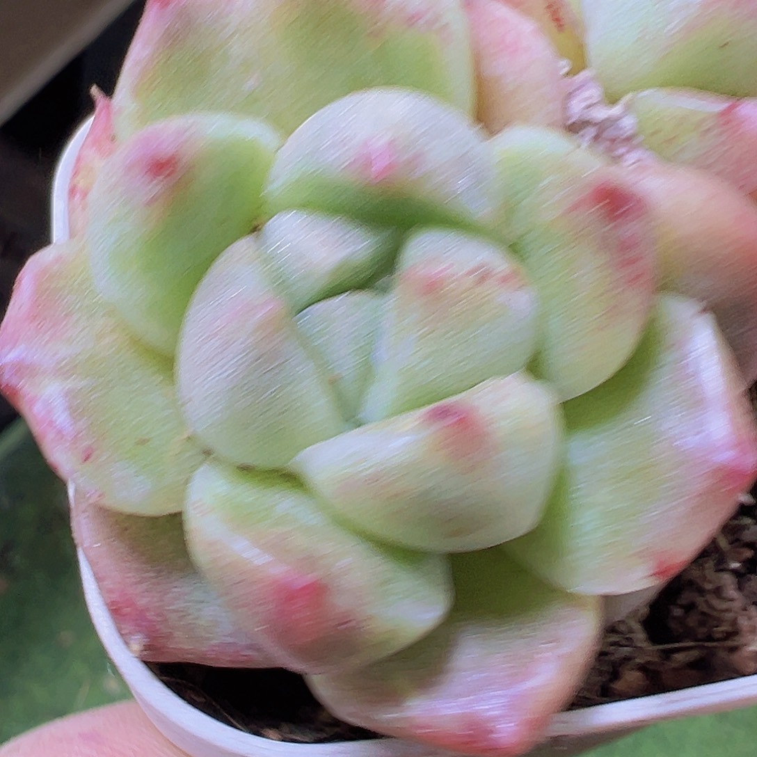 格拉姆林石化19包邮多肉植物