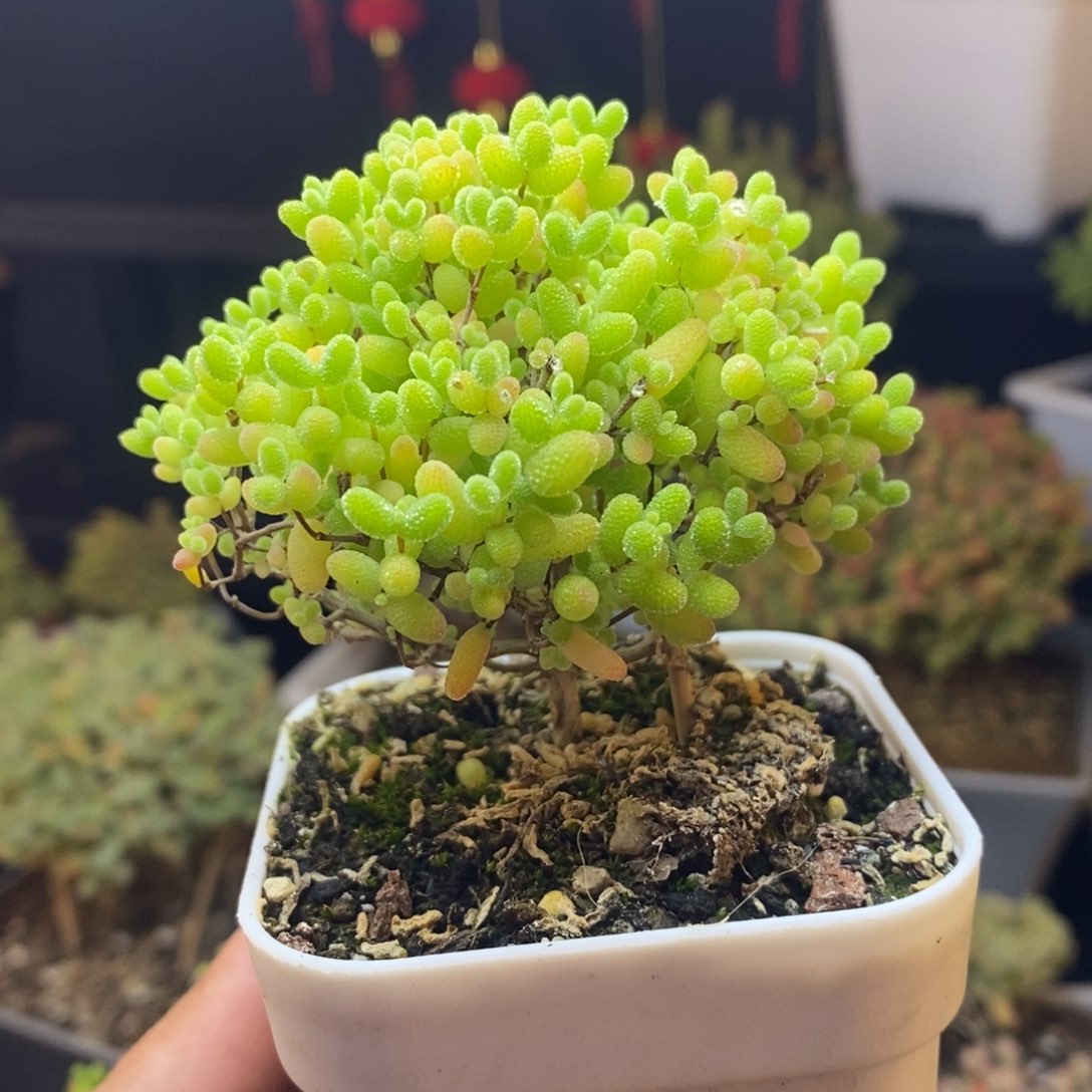 809号蜜橘糖球枝干（特价）