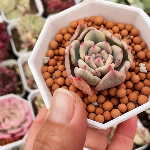 凌雪锦120000000000