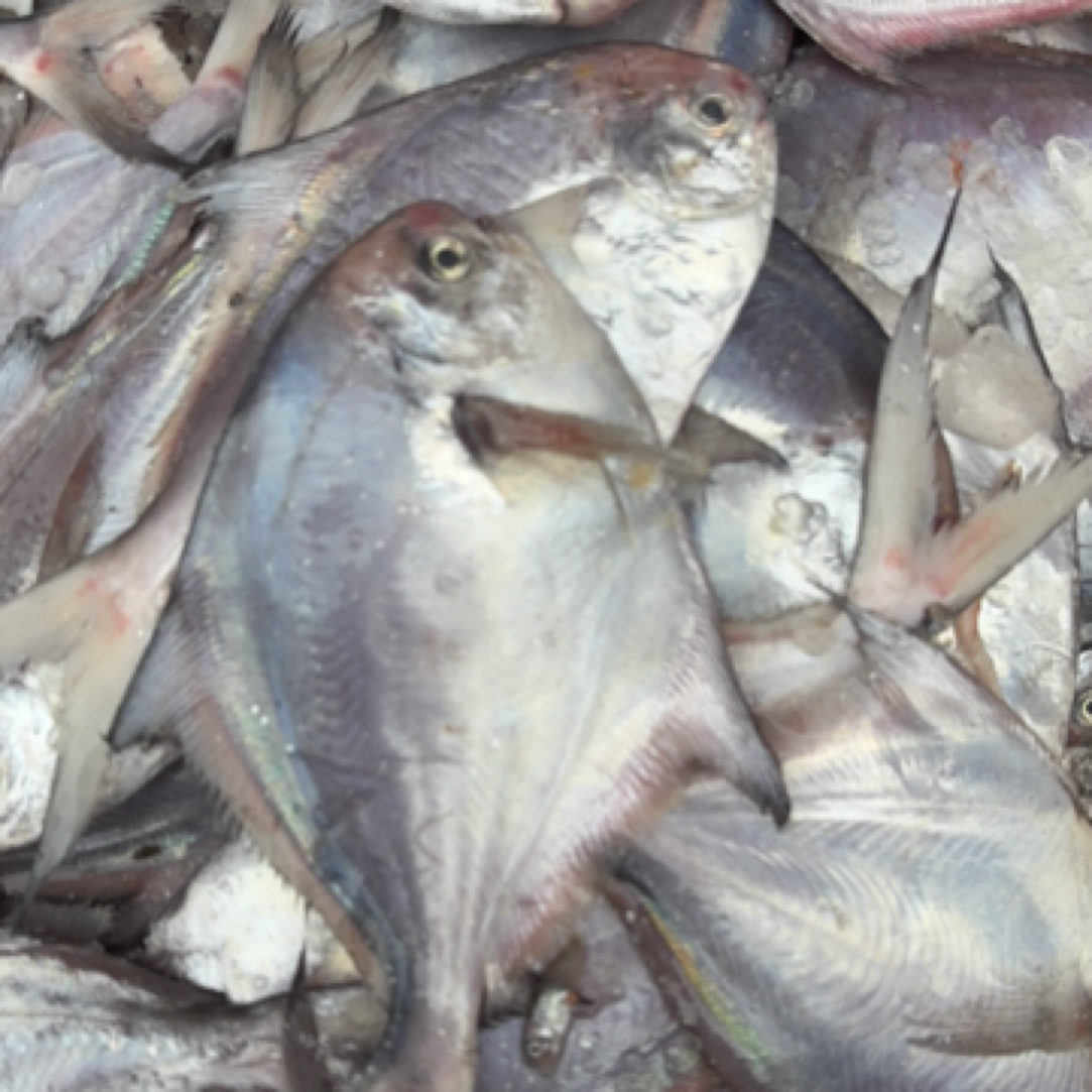 白鲳鱼5斤规格一斤6只左右