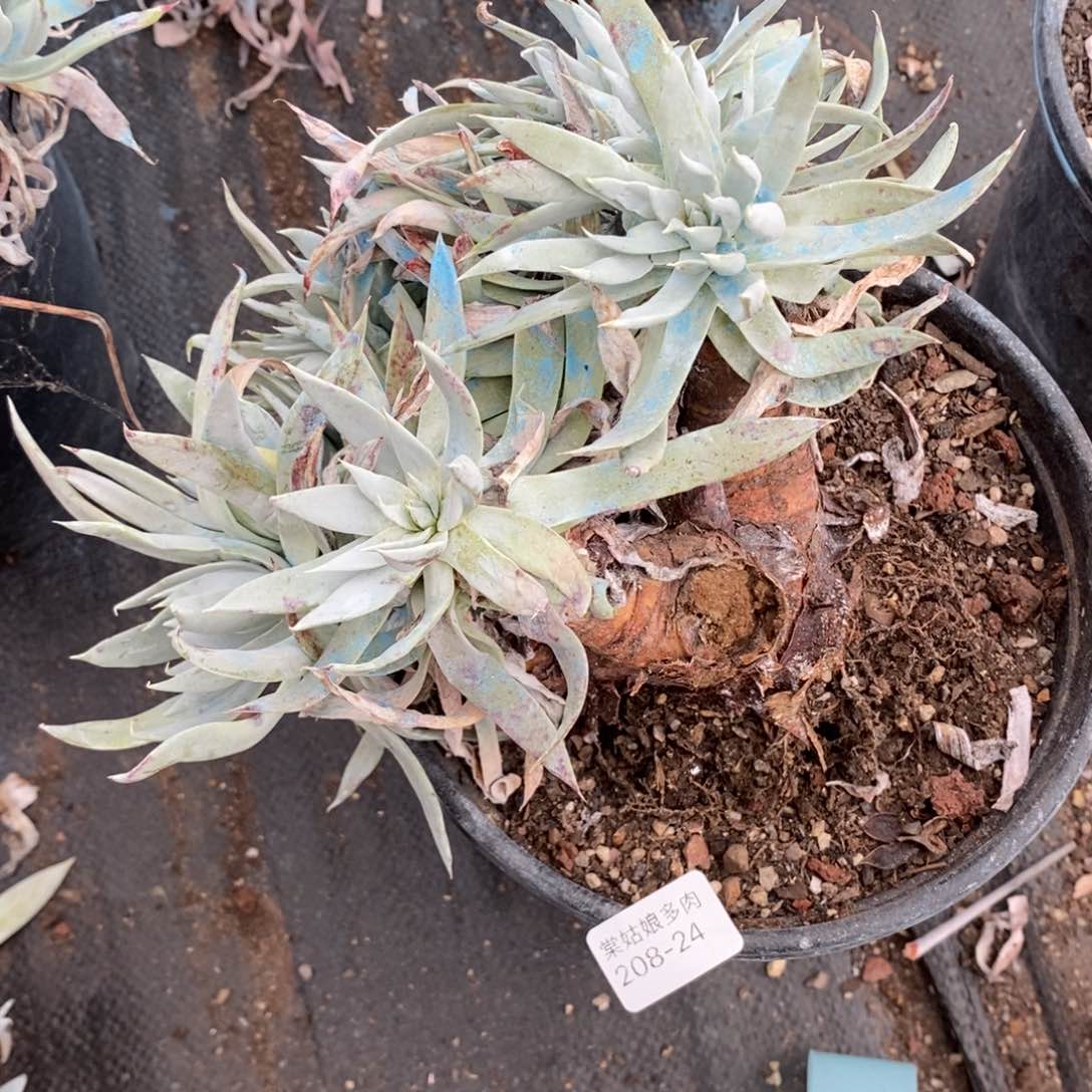 24号流丹瑕疵瑕疵