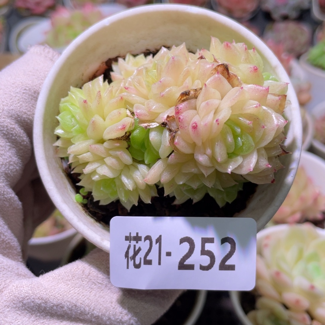 花利美21-252麦秆群