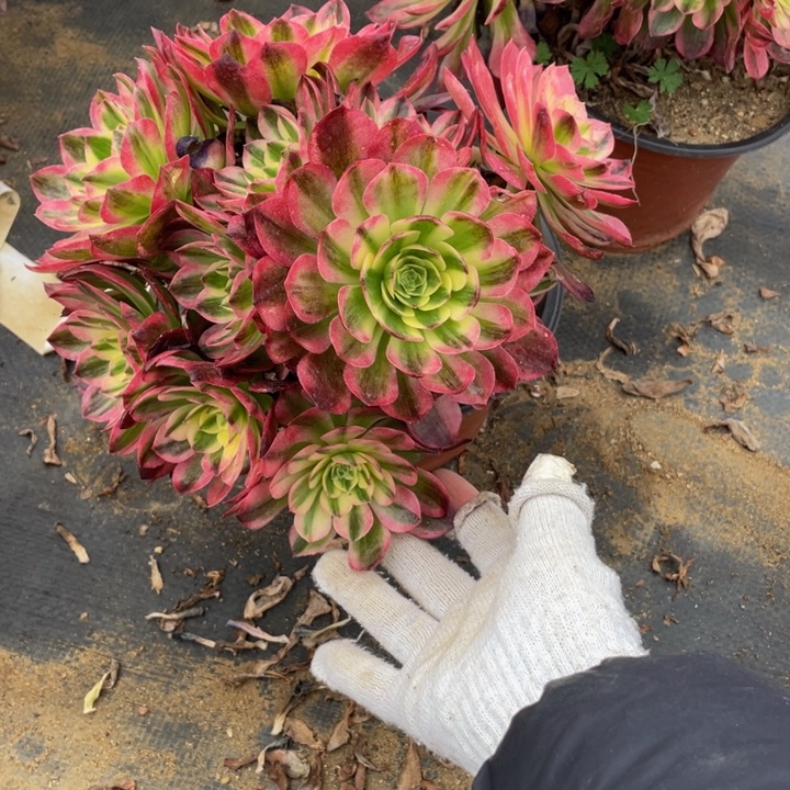 48海王法师多肉断枝不售后