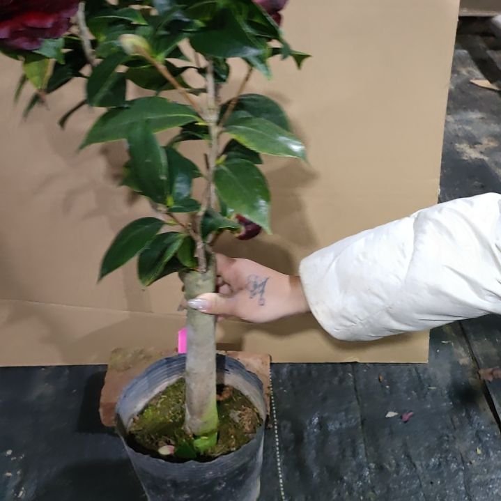 239墨川，原盆原土发货