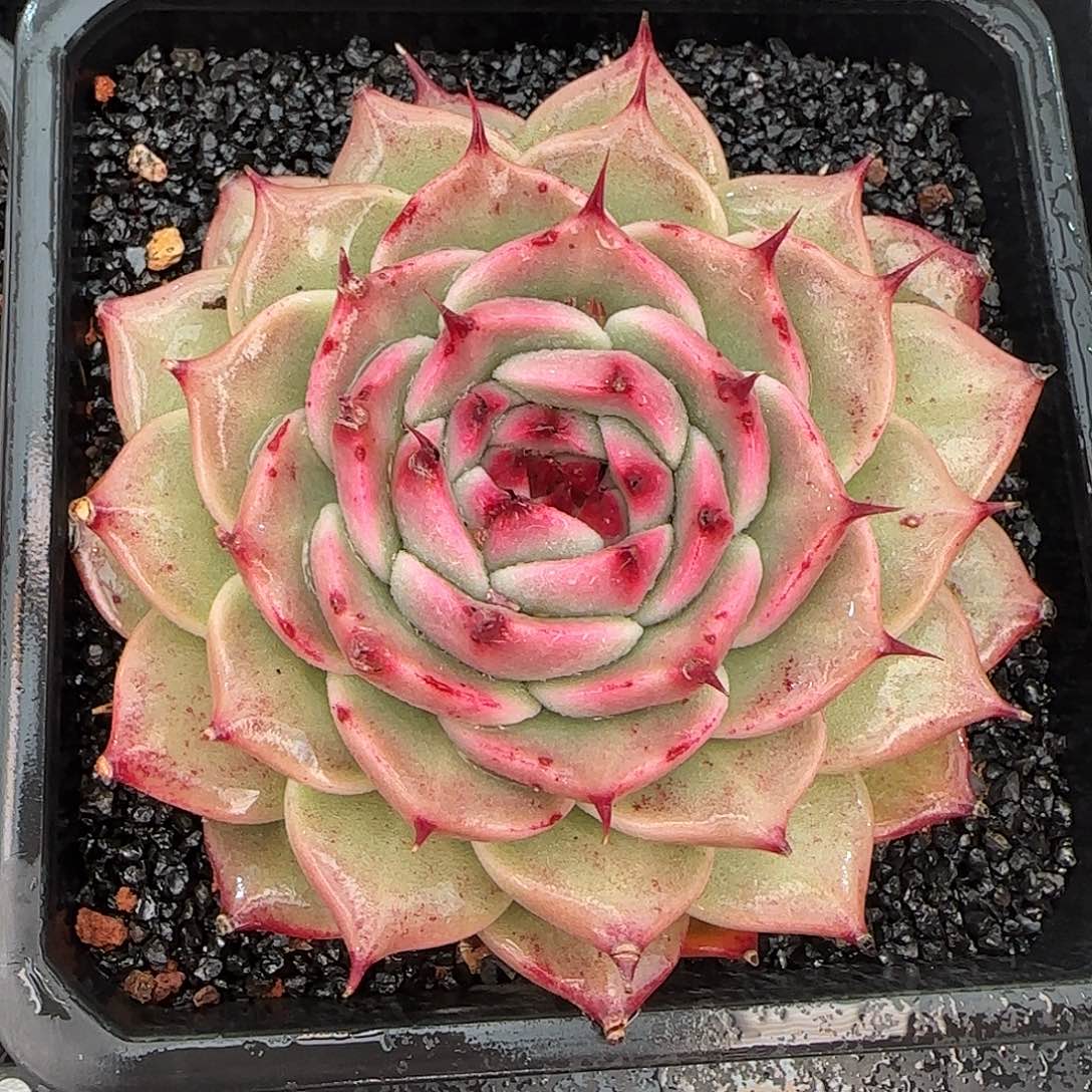 纳***物从前慢花园精选托斯卡