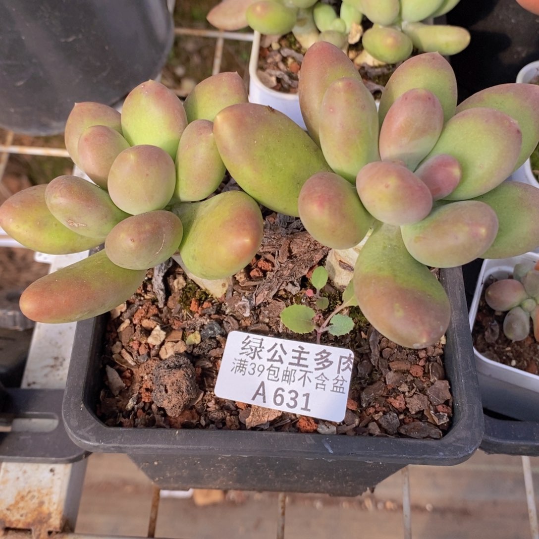 芒果奶10cm631多肉植物