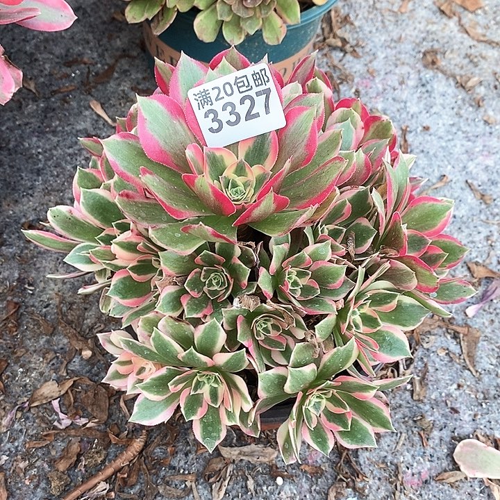 3327 一颗女神法师