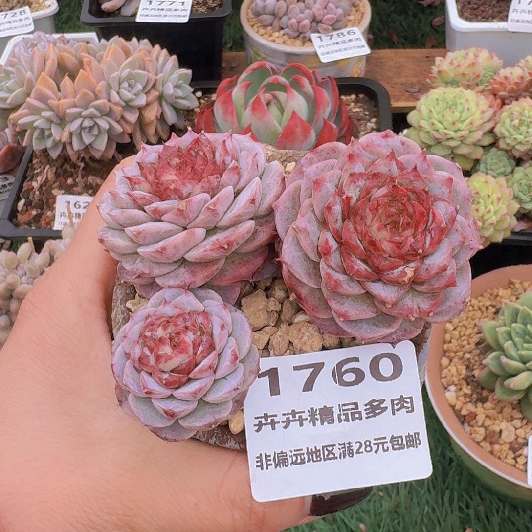 1760一物一拍（满28包邮）