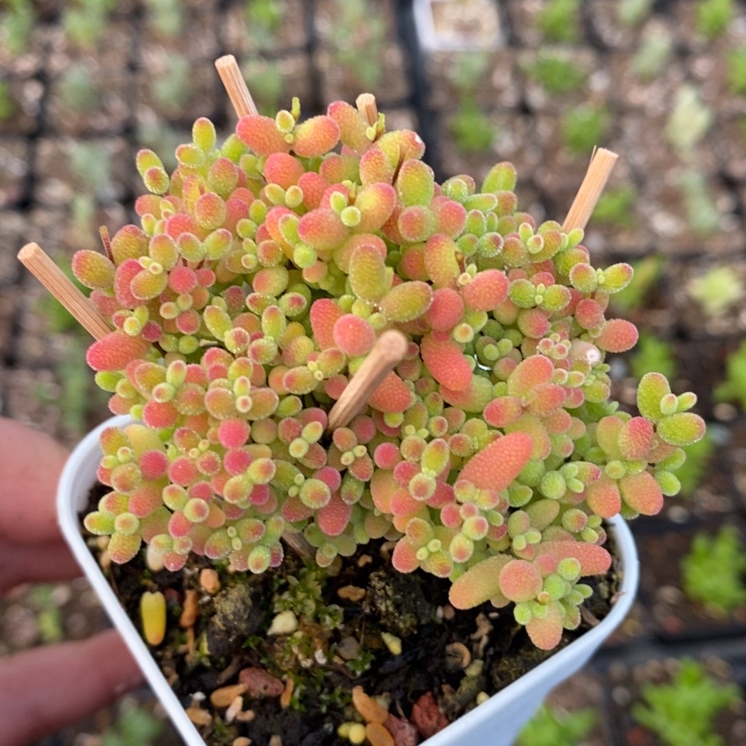 170号蜜橘糖球枝干多肉