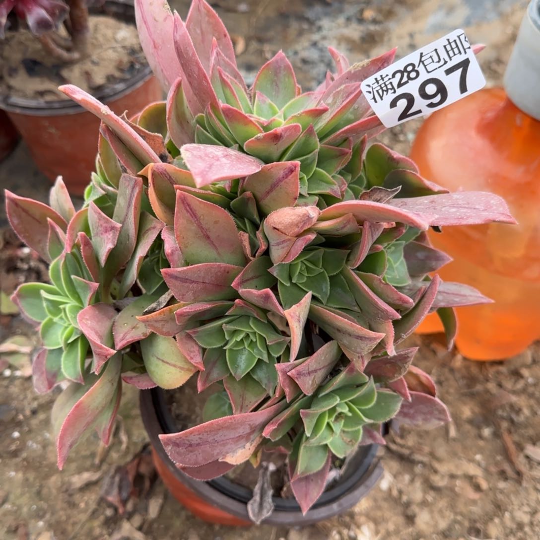 红叶多肉297满28包邮断枝不包
