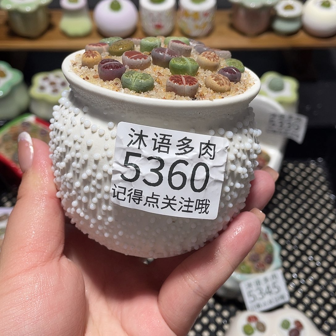 摇***.带盆土植物 一物一拍5360