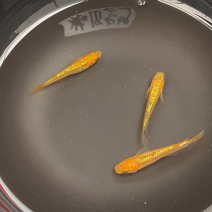 青鳉鱼阳光3条5号