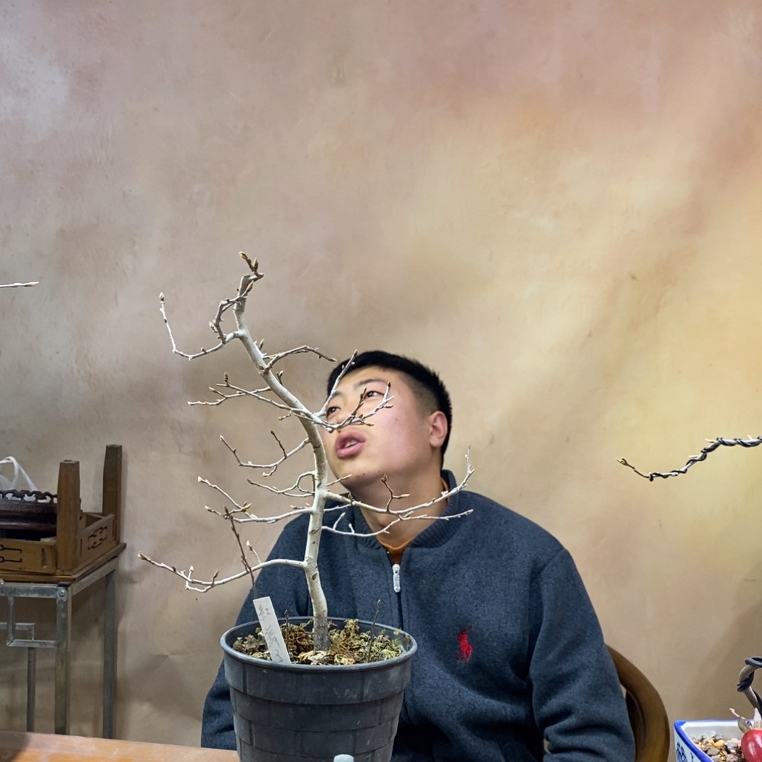 红舞子老鸦柿原生