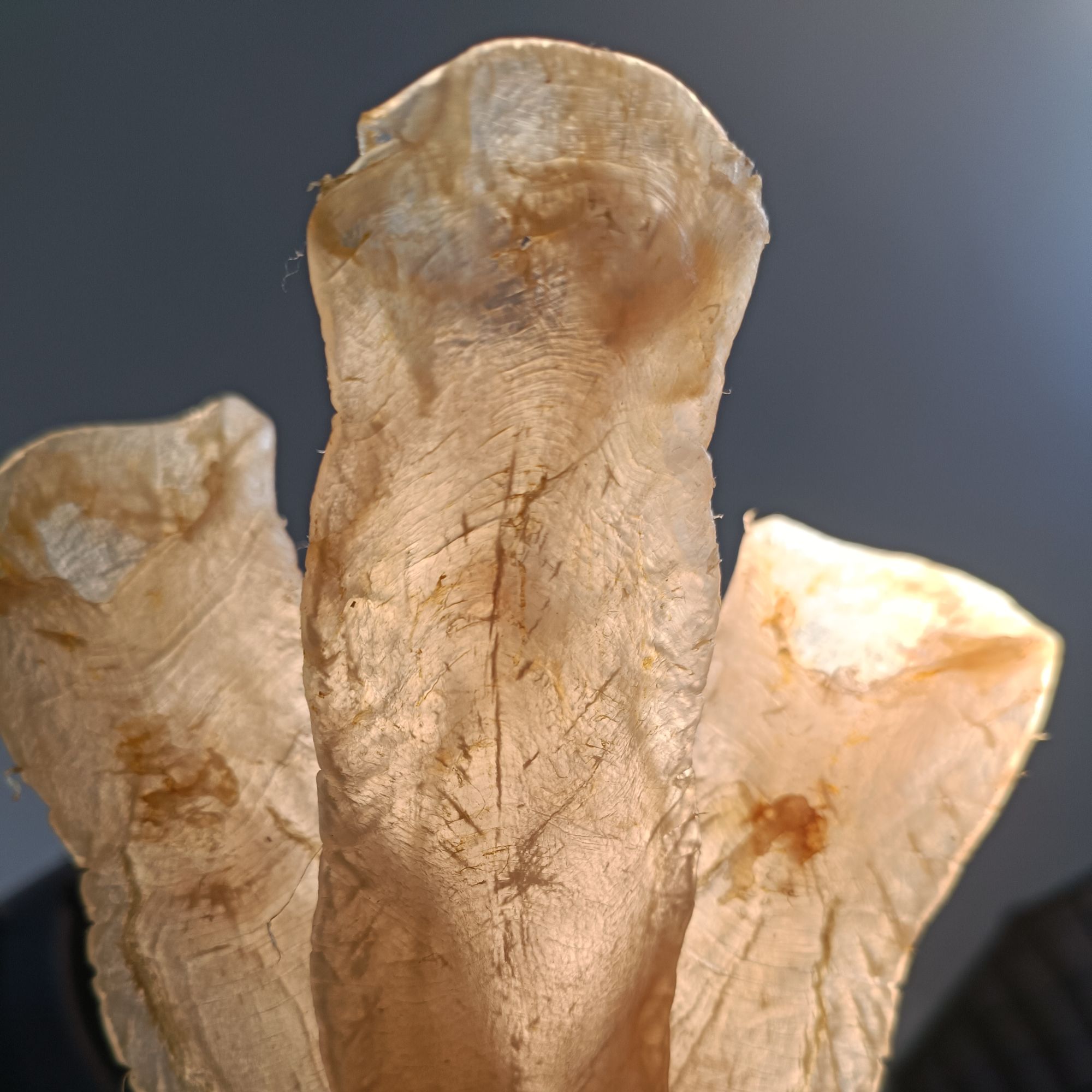 本白鱼胶~天然手工【臻礼】