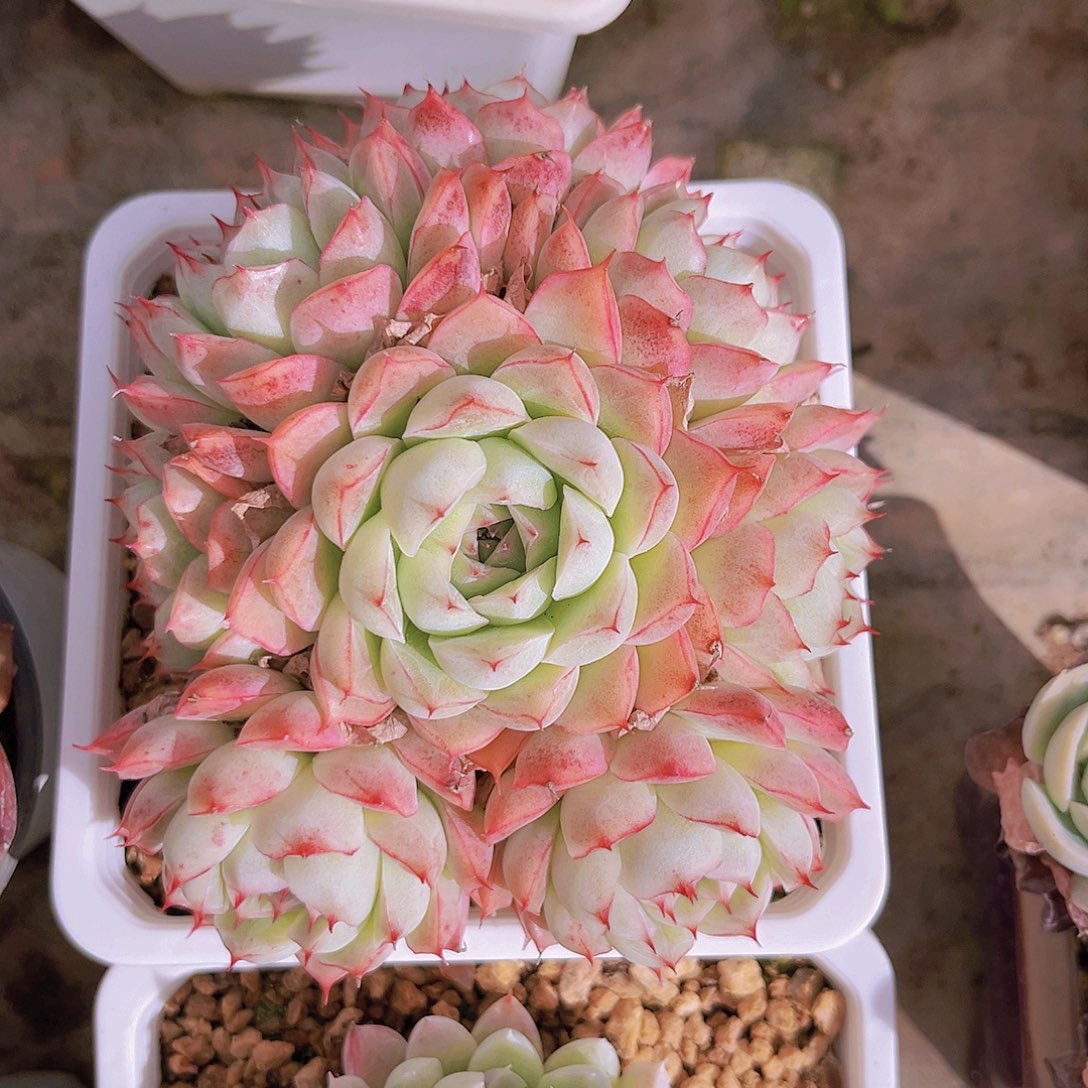 12公分女王9999999