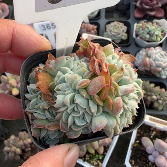 358桑切斯缀一物一拍多肉