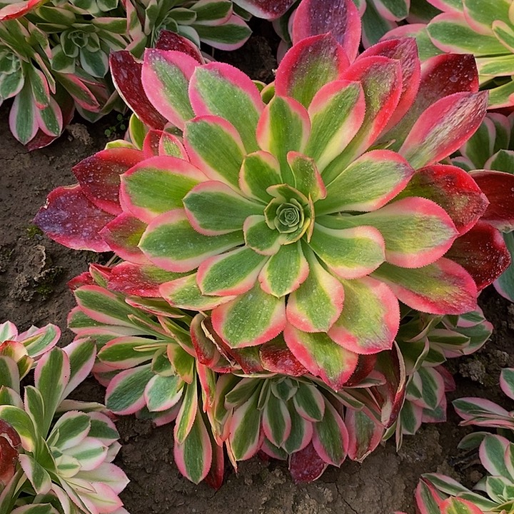 粉女郎法师111111