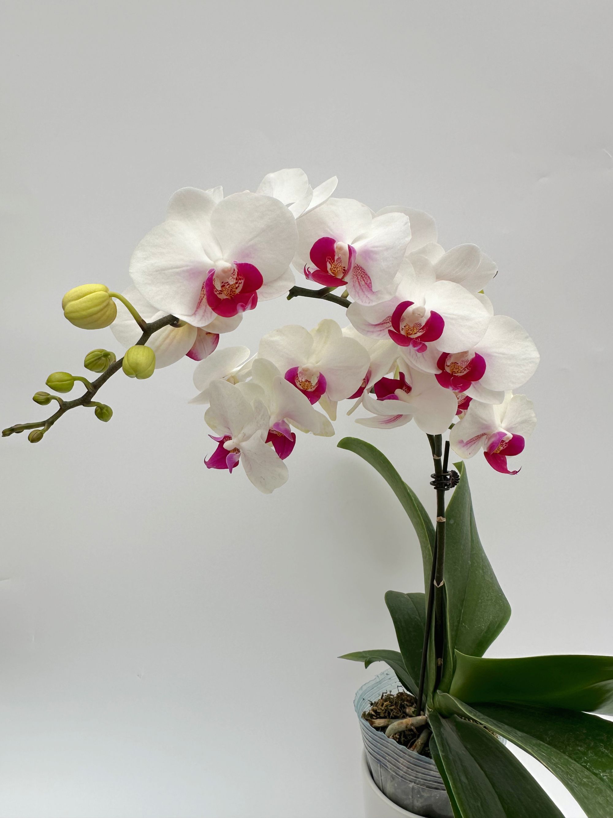 （一见钟情）白色蝴蝶兰清雅脱俗四季开花室内观花植物