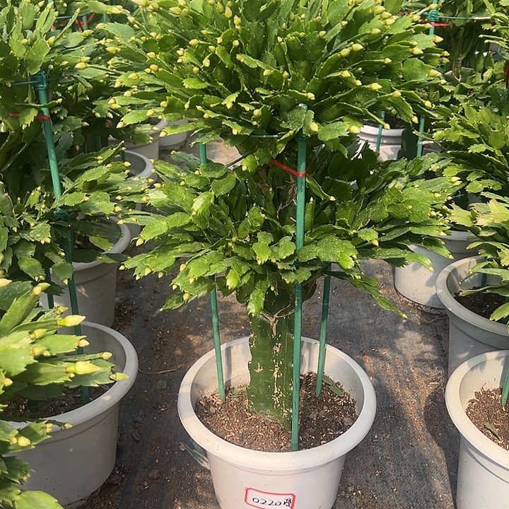 双层蟹爪兰雅丝尾号0220