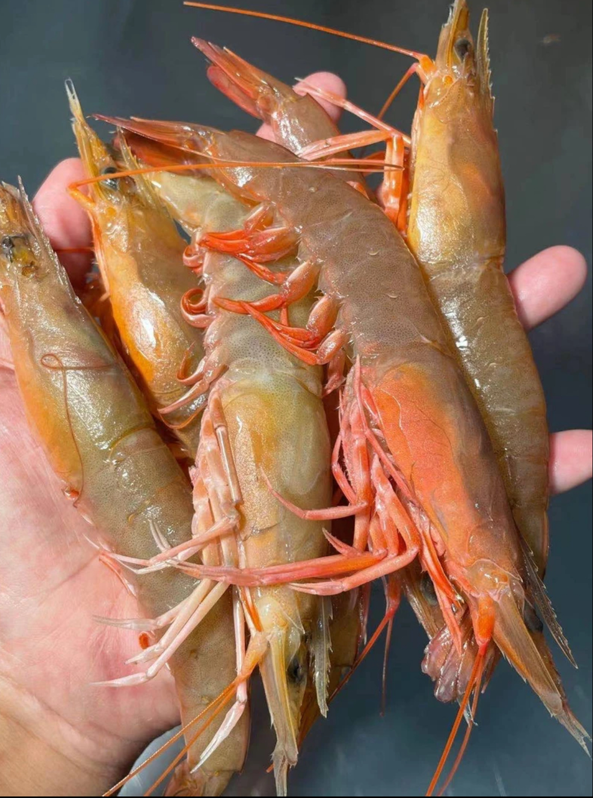 湛江海味海虾零食