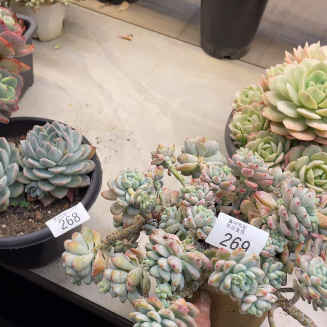 黑大帅多肉269劳尔