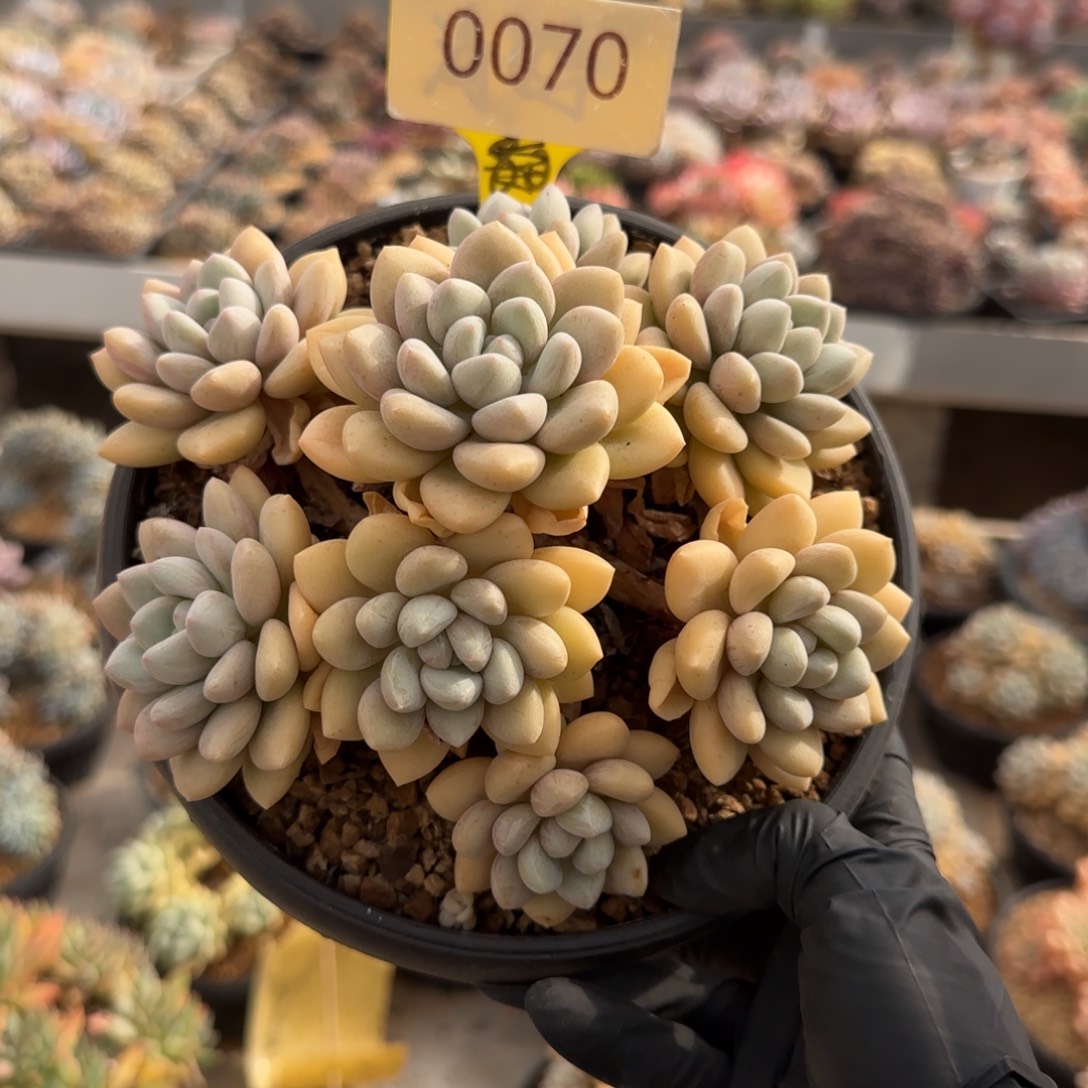 0070。     泡泡糖群多肉