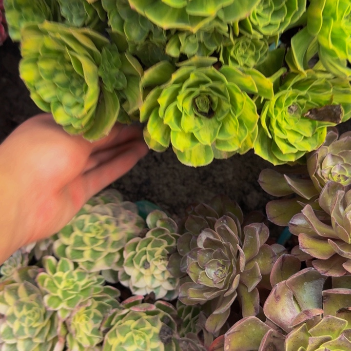 琉璃花25-10包邮花花
