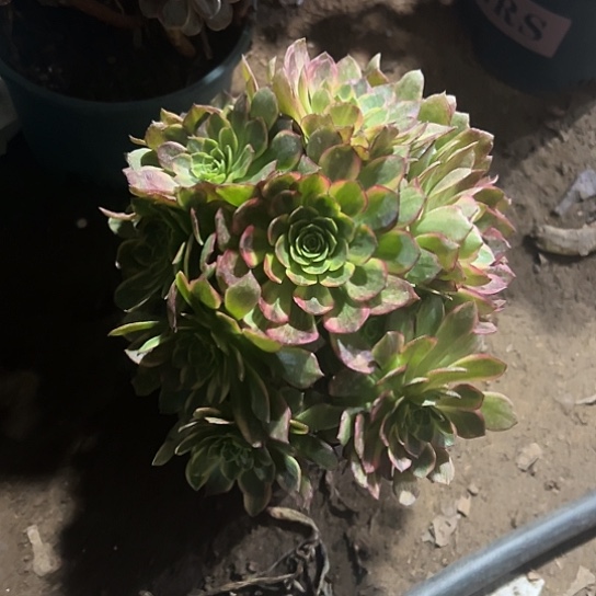 一颗万黄多肉法师