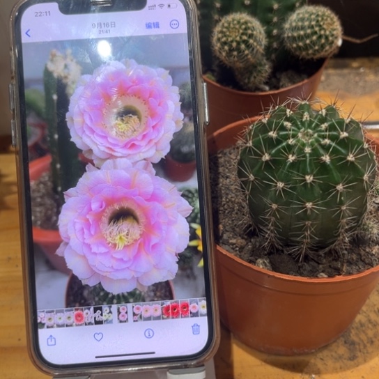 彩草520号4.5-5公分左右带根