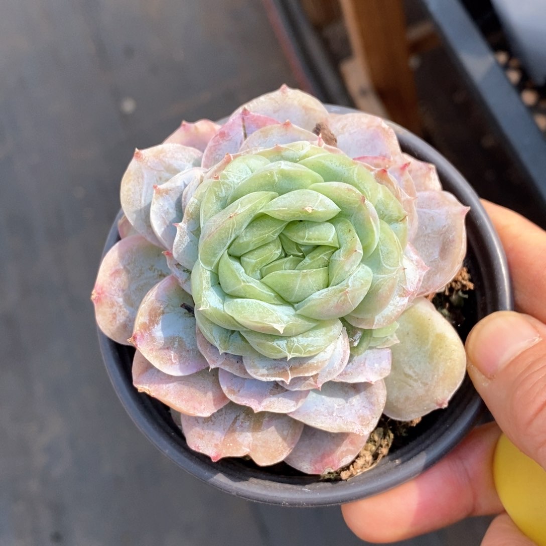 精品多肉一物一拍不包整47