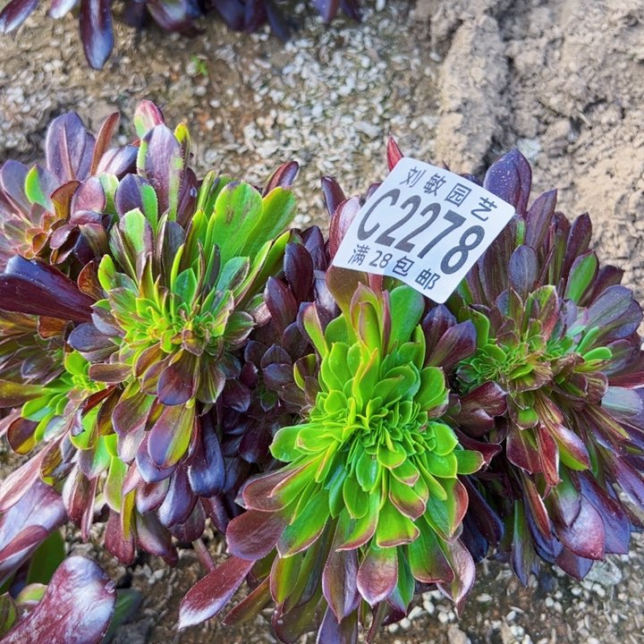 2278欧若拉缀化多肉植物法师