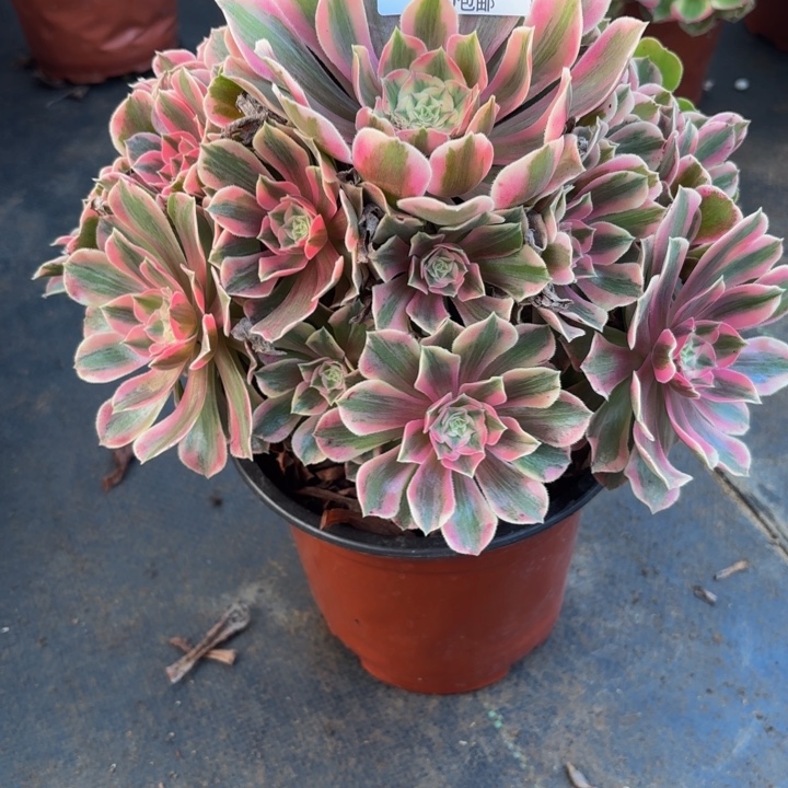 瑞妈，。。。。。。183女妖，