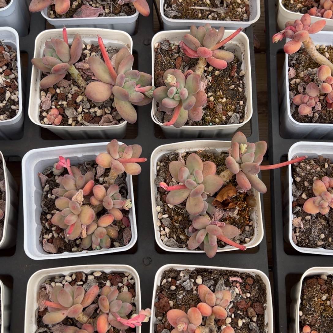 苹果奶，肉嘟嘟粉嫩